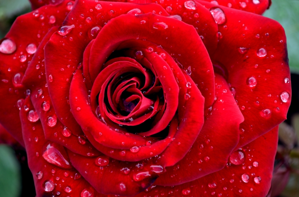red-rose_