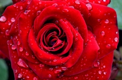 red-rose_