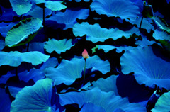 lotus