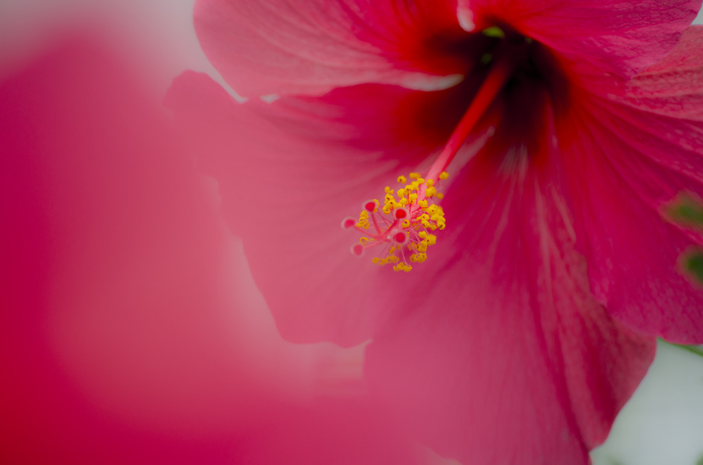 red-flower