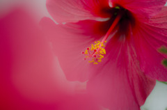 red-flower