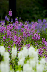 pink-flower