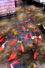 goldfish_