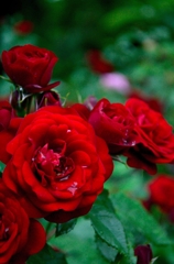 rose1_