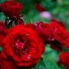 rose1_