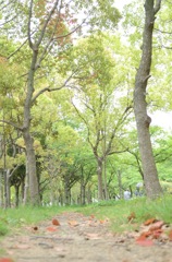dandelion_2