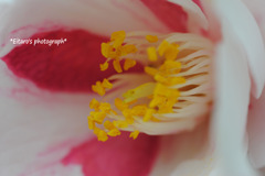 DSC_0271 (0)