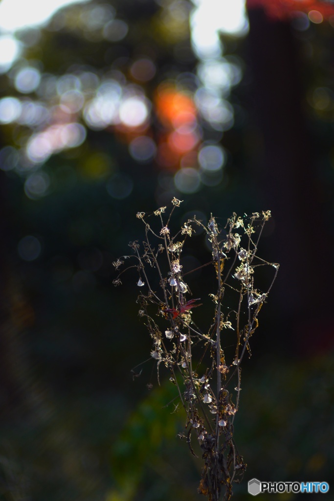fall