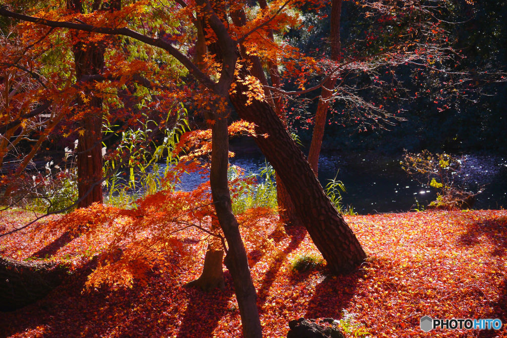 Autunno a Tokyo