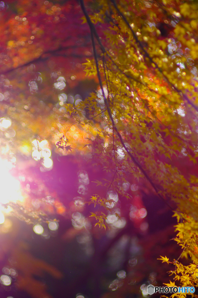 Autunno a Tokyo