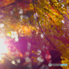 Autunno a Tokyo