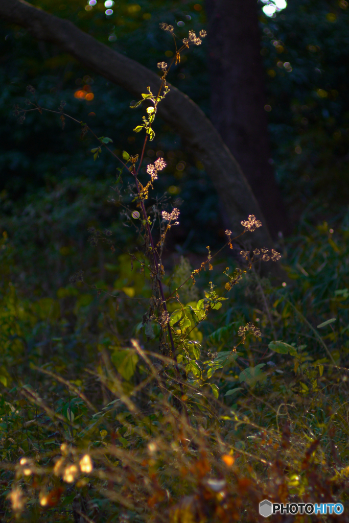 光線を見つめる