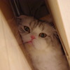 何見てるんだニャン☆彡