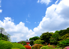 小石川の春