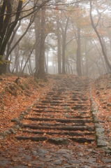 秋の階段