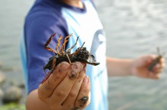 子持ちザリガニ