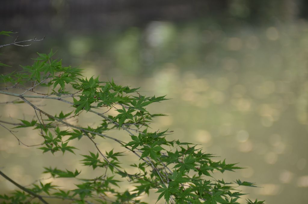 血洗の池