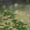 血洗の池