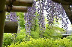 花の盛りは過ぎましたが。