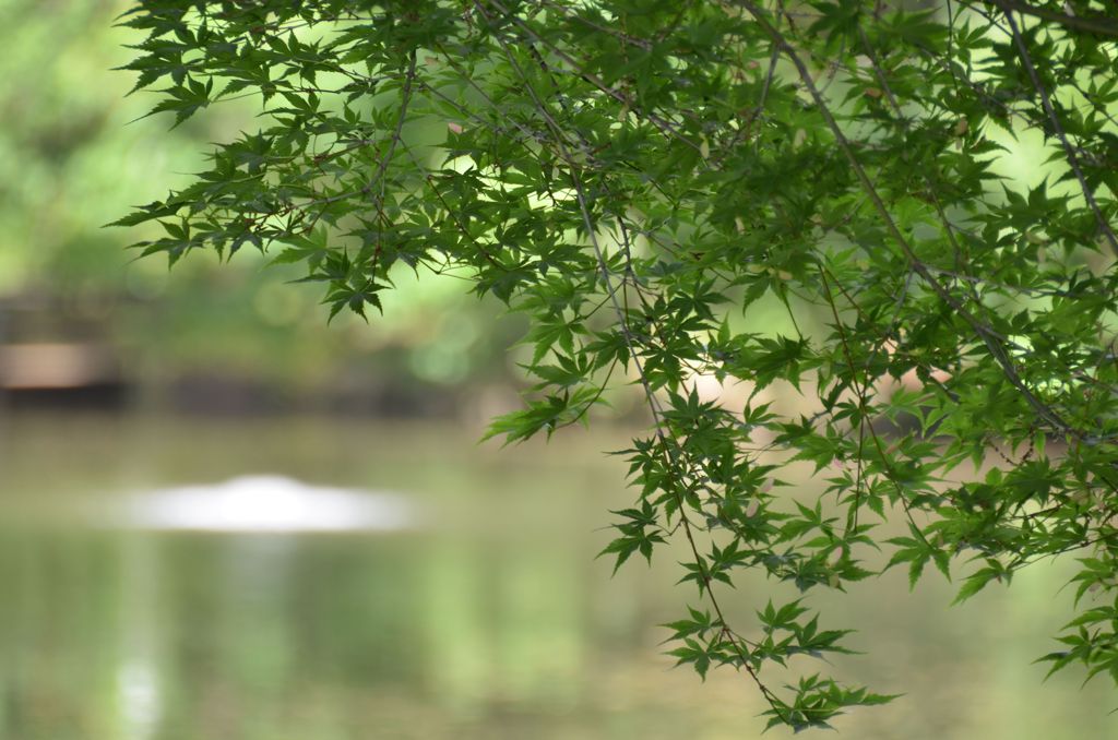 血洗の池