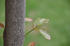 ハナミズキの花の後