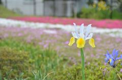 市川市の庭園