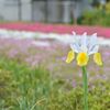 市川市の庭園