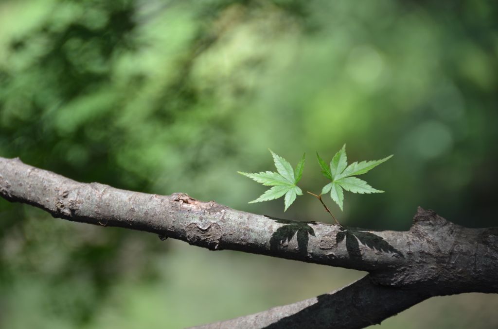 血洗の池