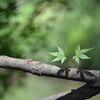 血洗の池