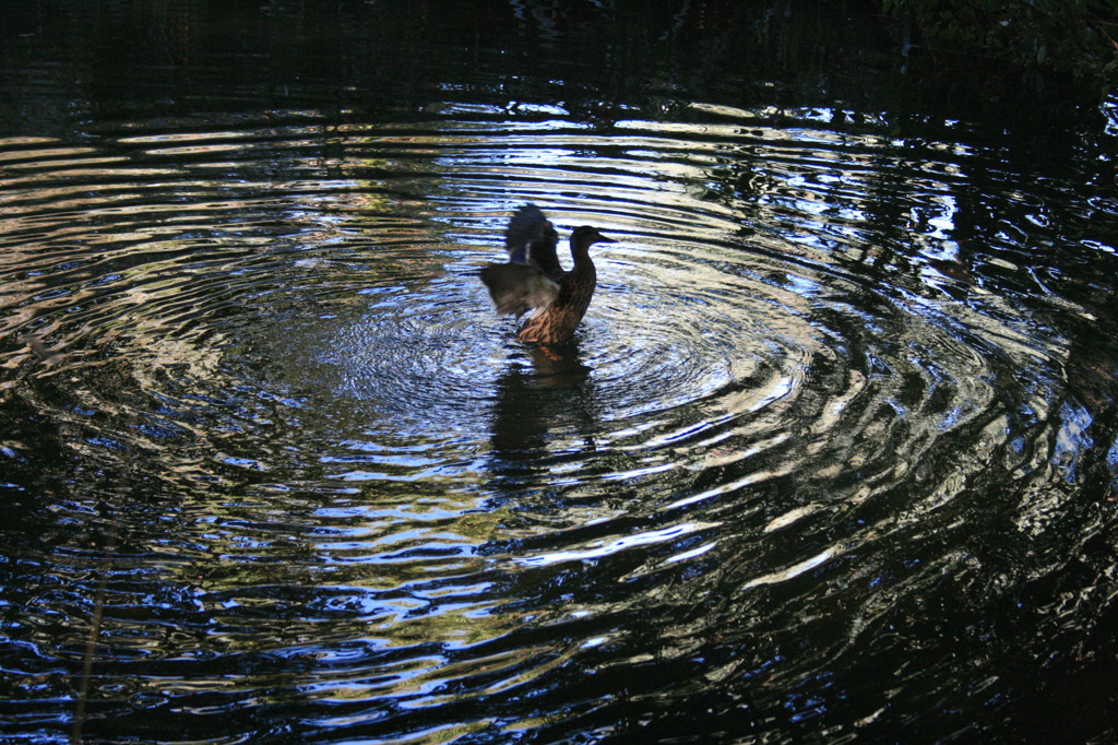 Water & Birds