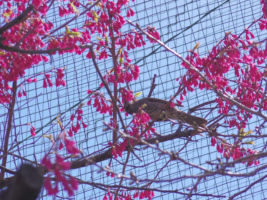 蜜の味