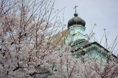 ねぎ坊主と桜