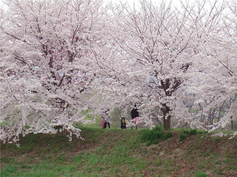 堤の花