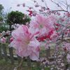 源平乱れ咲き