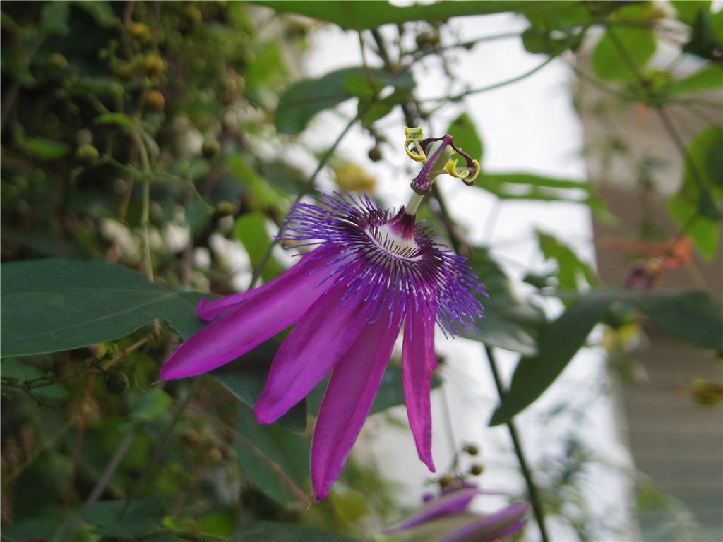 Passion Flower