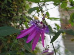 Passion Flower