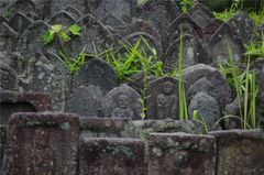草むす