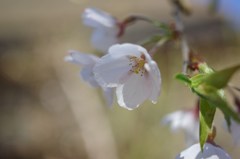 桜花三選#1