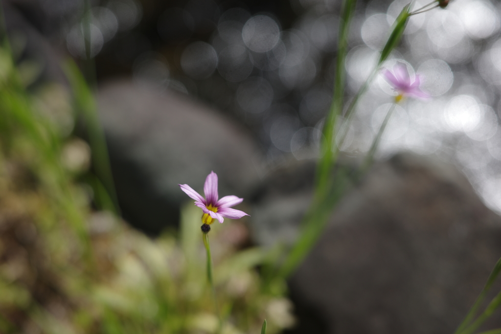 路傍の花　#1