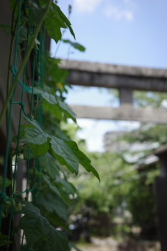 日陰