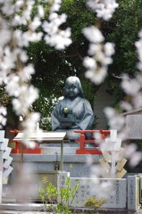 阿亀桜#3