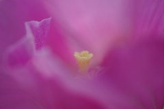 Hibiscus Mutabilis