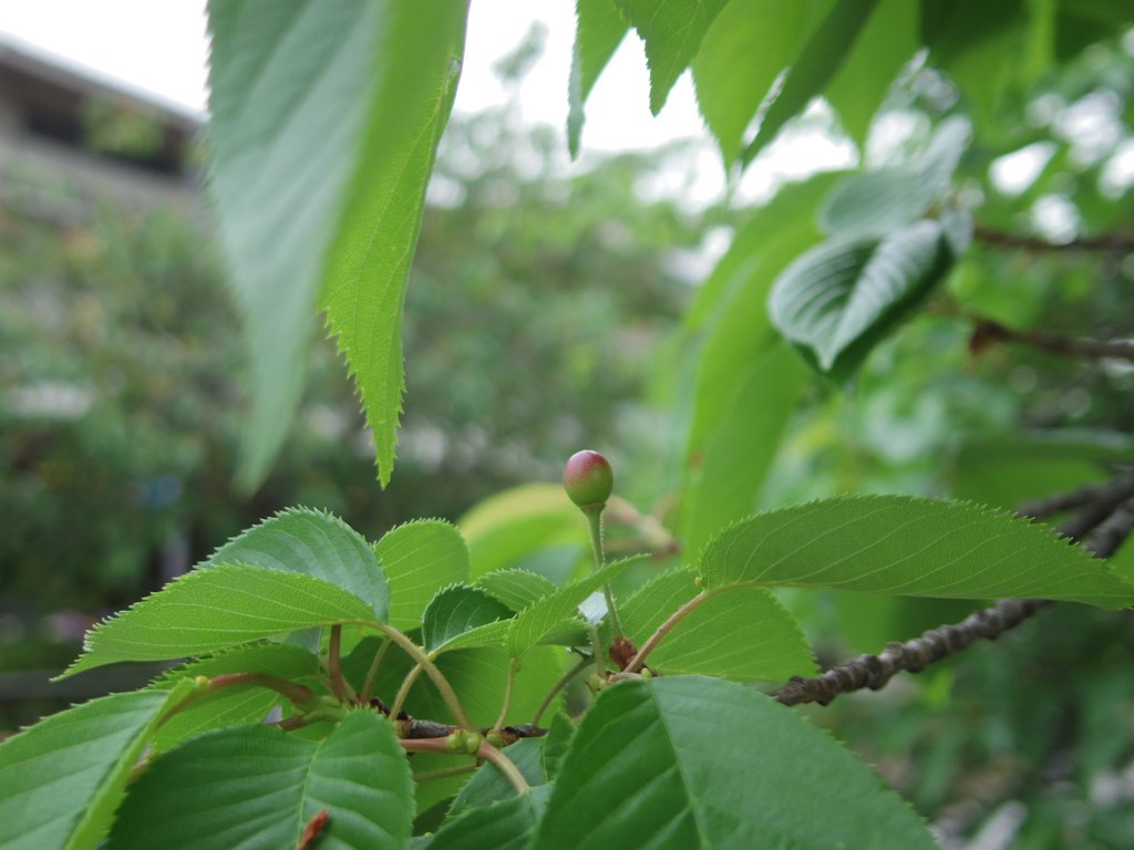cherry not for eating