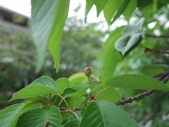cherry not for eating