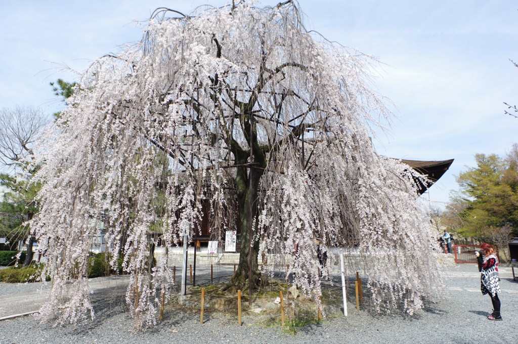 阿亀桜#1