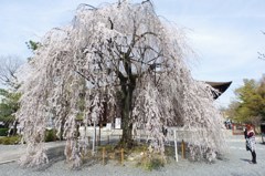 阿亀桜#1