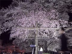 降るように