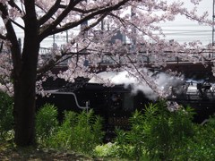 散るを愛でつつ