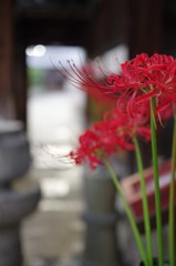 曼珠沙華二題#2