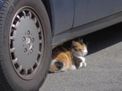眩しい・・・